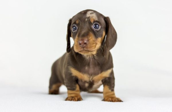 Chocolate and Tan Dapple Dachshund for Adoption (QUINCY)
