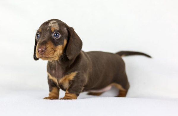 Chocolate and Tan Dapple Dachshund for Adoption (QUINCY) - Image 2