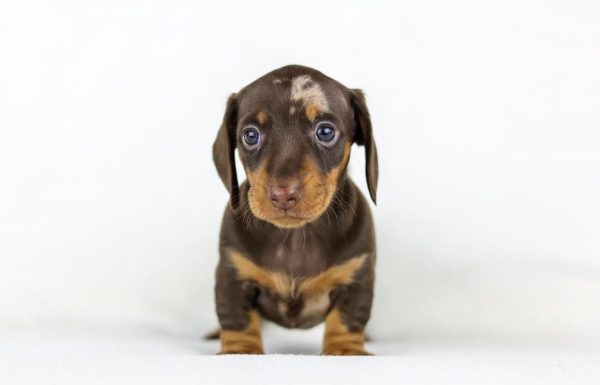 Chocolate and Tan Dapple Dachshund for Adoption (QUINCY) - Image 3