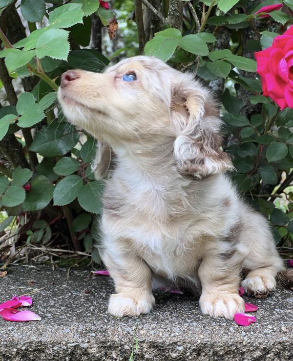Long haired dapple dachshund puppy (JAVEL)