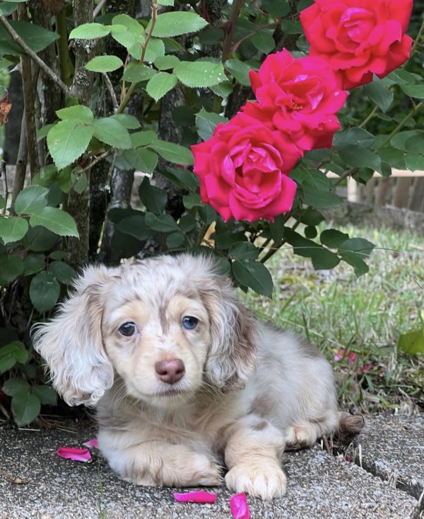 Long haired dapple dachshund puppy (JAVEL) - Image 3