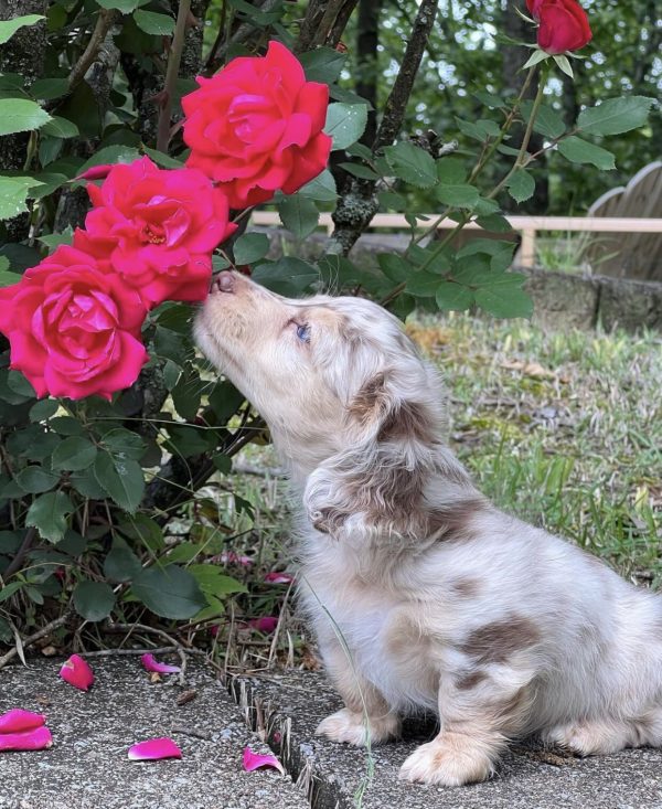 Long haired dapple dachshund puppy (JAVEL) - Image 2