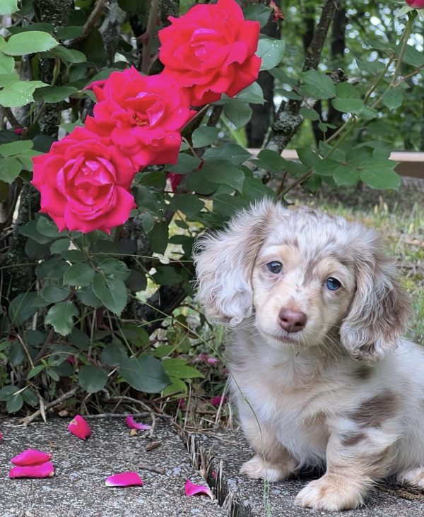 Long haired dapple dachshund puppy (JAVEL) - Image 4