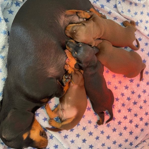 Mini dachshund puppies available for Adoption near me - Image 9
