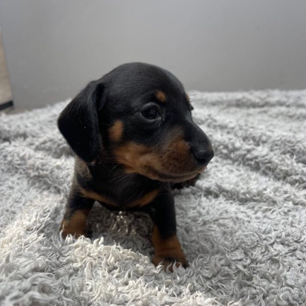 Mini dachshund puppies available for Adoption near me - Image 6