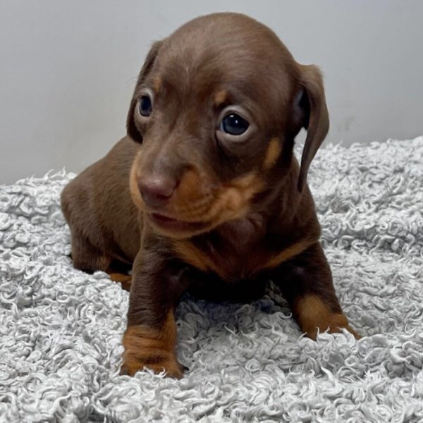 Mini dachshund puppies available for Adoption near me - Image 7