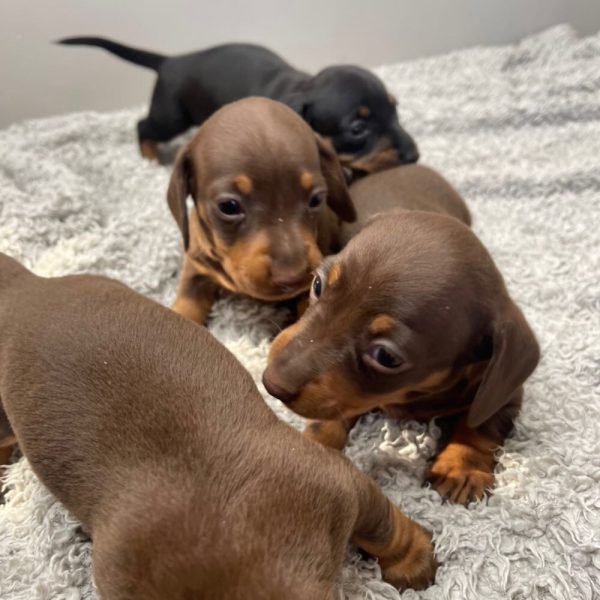 Mini dachshund puppies available for Adoption near me - Image 8