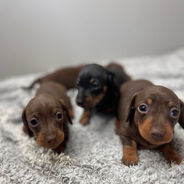 Mini dachshund puppies available for Adoption near me - Image 5
