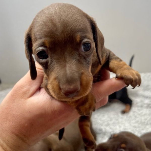 Mini dachshund puppies available for Adoption near me - Image 4