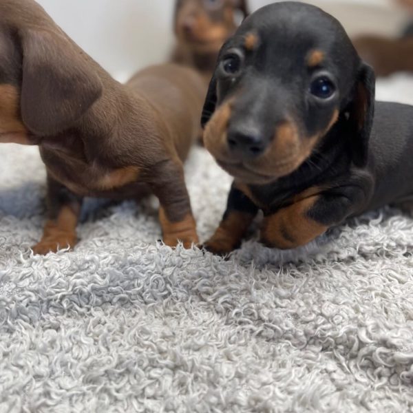 Mini dachshund puppies available for Adoption near me - Image 3