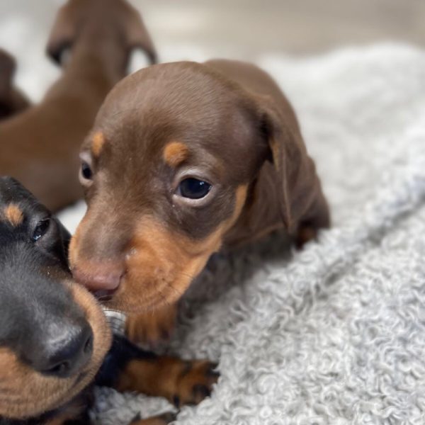 Mini dachshund puppies available for Adoption near me - Image 2