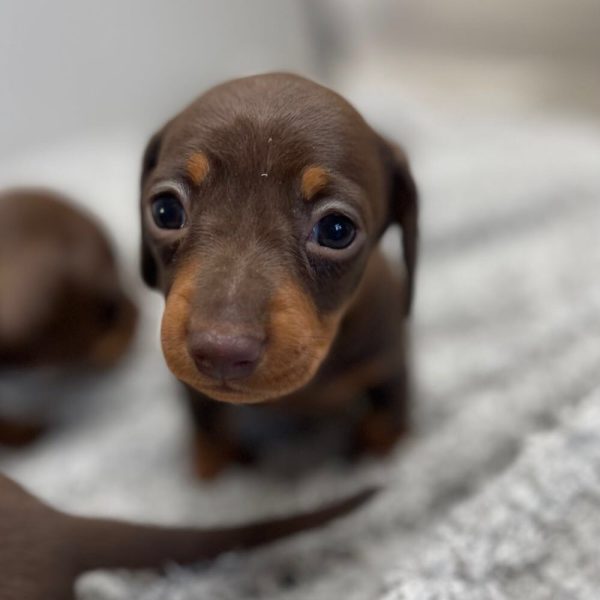 Mini dachshund puppies available for Adoption near me