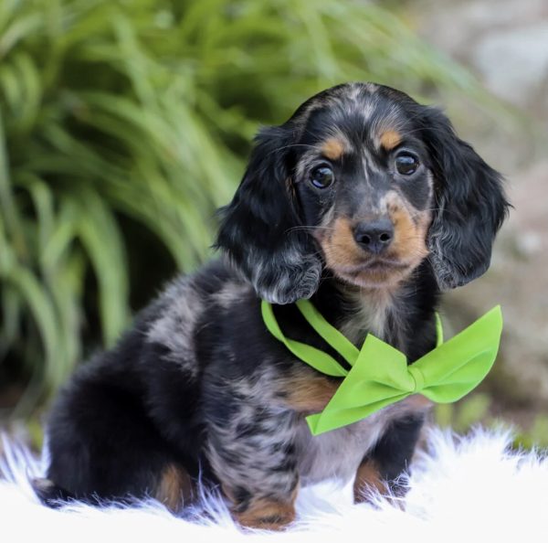 Dachshunds for adoption (ARLO) - Image 3
