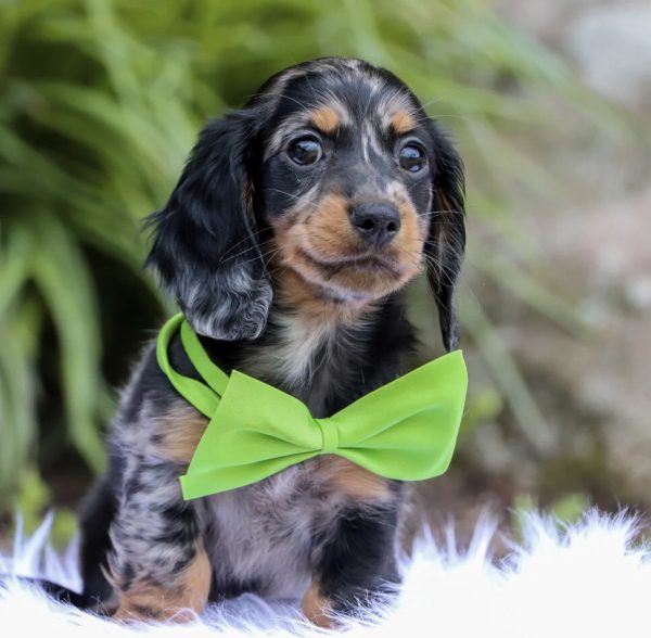 Dachshunds for adoption (ARLO) - Image 2