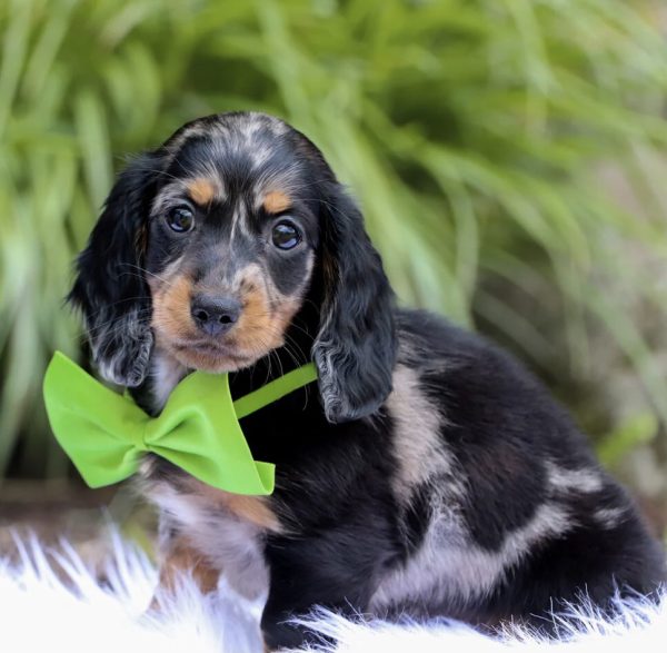 Dachshunds for adoption (ARLO)