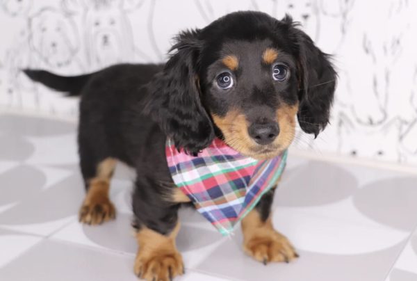 Miniature Dachshunds for Adoption (JARON) - Image 4