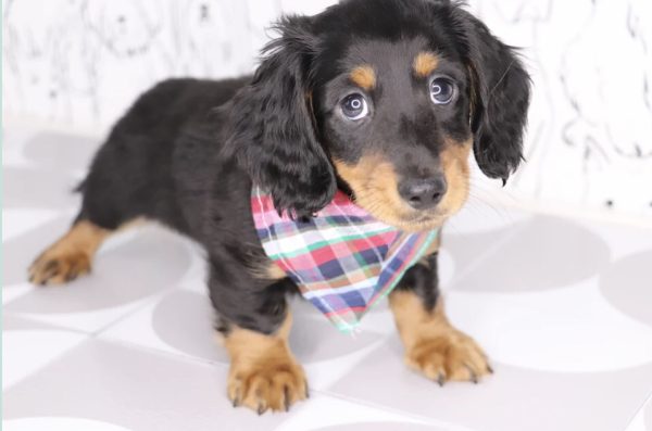 Miniature Dachshunds for Adoption (JARON) - Image 3