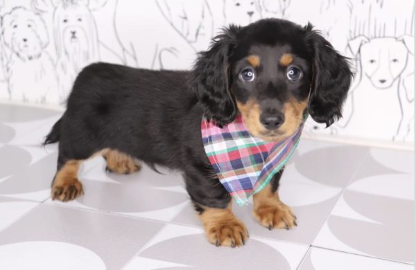 Miniature Dachshunds for Adoption (JARON)