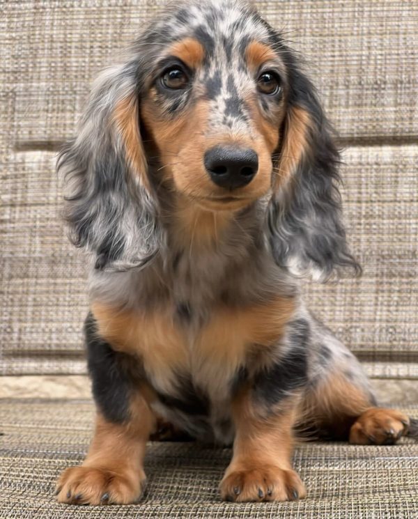 Black and Tan dapple dachshund puppy (Lola) - Image 2