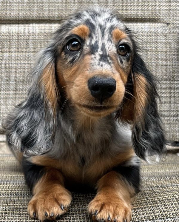 Black and Tan dapple dachshund puppy (Lola)