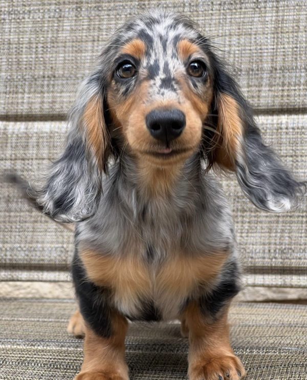 Black and Tan dapple dachshund puppy (Lola) - Image 4