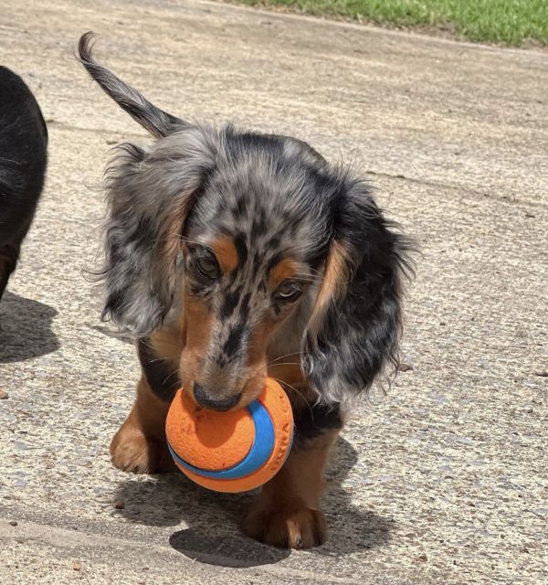 Black and Tan dapple dachshund puppy (Lola) - Image 3