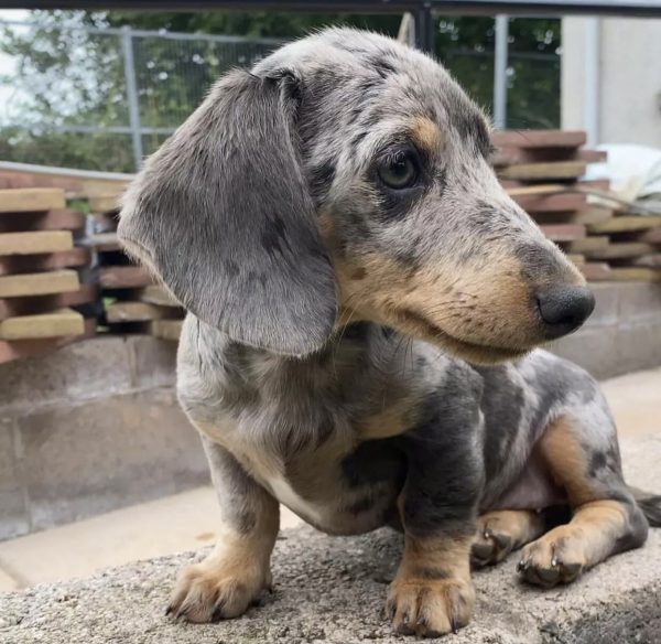 Mini dachshund puppy (Max) - Image 3