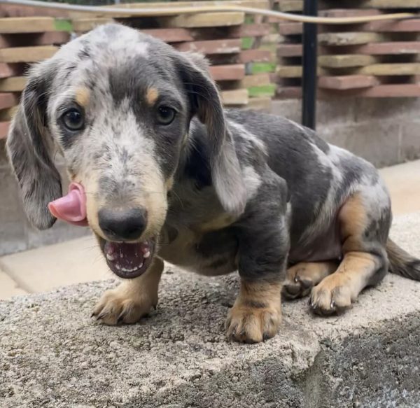 Mini dachshund puppy (Max)
