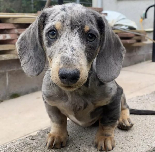 Mini dachshund puppy (Max) - Image 2