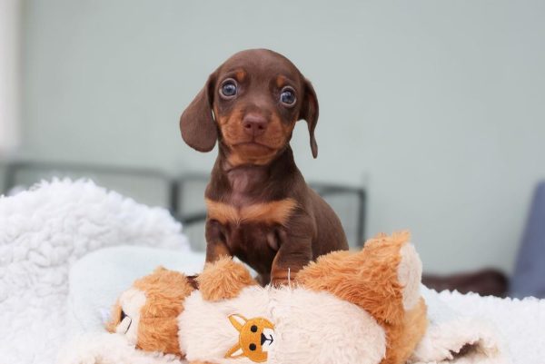 Chocolate and tan dachshund for sale (Mazi)