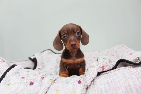 Chocolate and tan dachshund for sale (Mazi) - Image 5