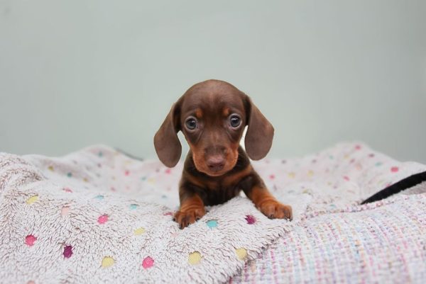 Chocolate and tan dachshund for sale (Mazi) - Image 4