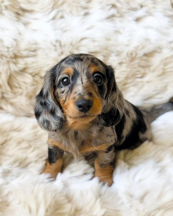 Long haired dapple dachshund puppy (LISA)