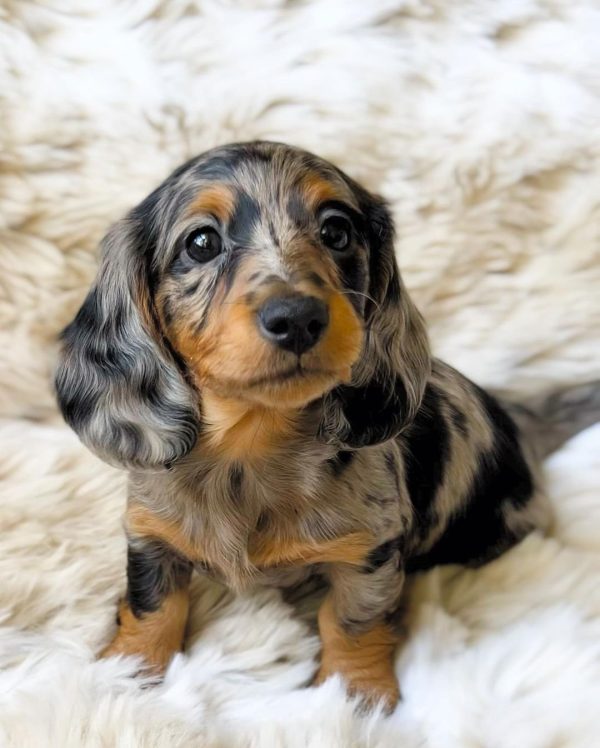 Long haired dapple dachshund puppy (LISA) - Image 3