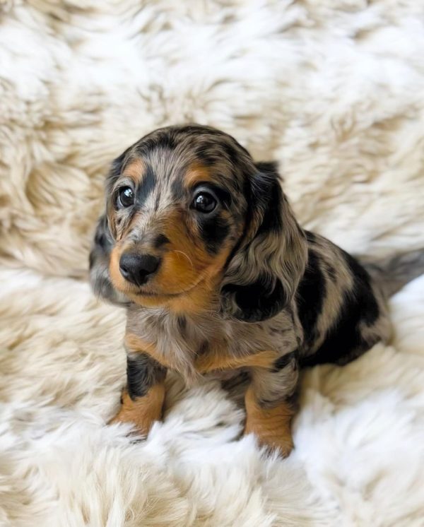 Long haired dapple dachshund puppy (LISA) - Image 2