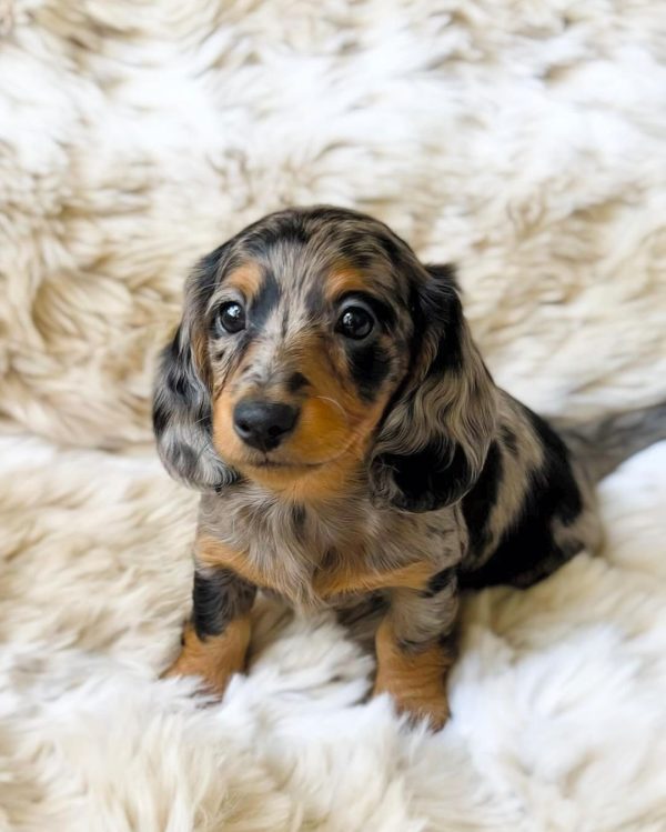 Long haired dapple dachshund puppy (LISA) - Image 5