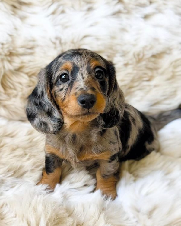 Long haired dapple dachshund puppy (LISA) - Image 4