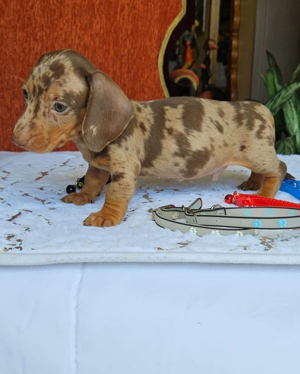 Dachshunds for adoption (DAVIAN) - Image 3