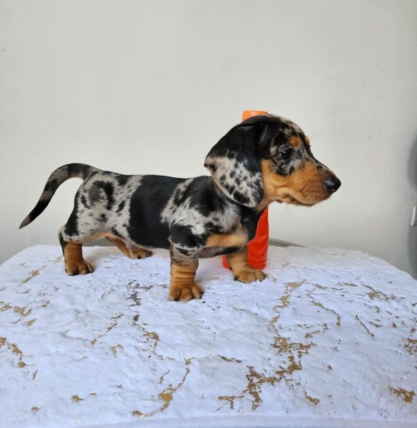 Black and tan dapple dachshund puppy (KHAID) - Image 3