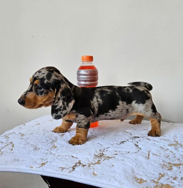 Black and tan dapple dachshund puppy (KHAID) - Image 5
