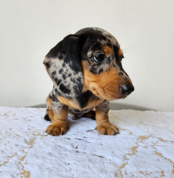 Black and tan dapple dachshund puppy (KHAID) - Image 4