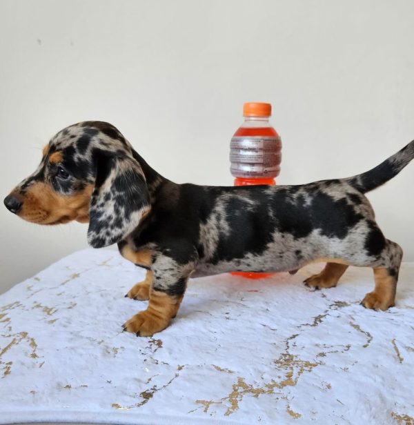 Black and tan dapple dachshund puppy (KHAID) - Image 2
