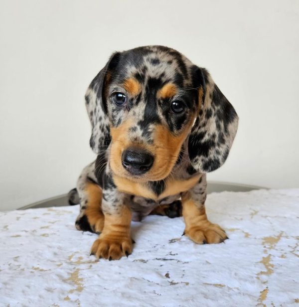 Black and tan dapple dachshund puppy (KHAID)
