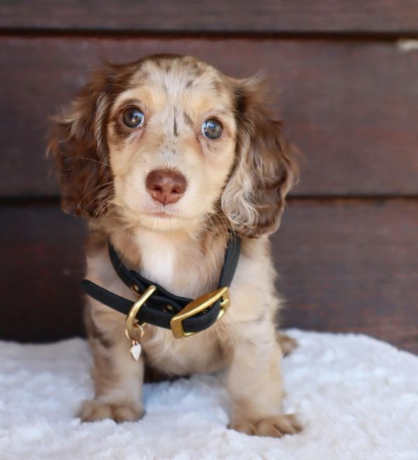 Long haired dapple dachshund puppy for adoption (LARA)