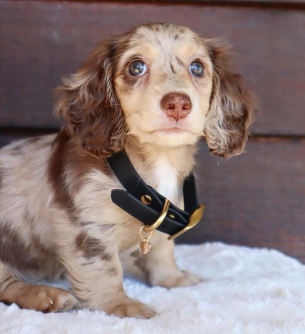 Long haired dapple dachshund puppy for adoption (LARA) - Image 3