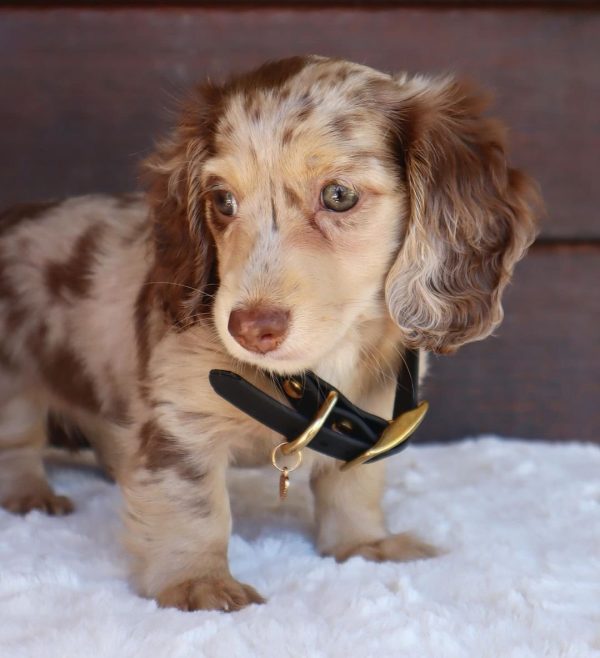 Long haired dapple dachshund puppy for adoption (LARA) - Image 2