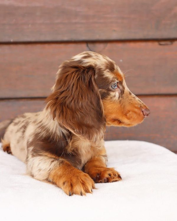 Dachshund puppy for sale (LISA) - Image 4