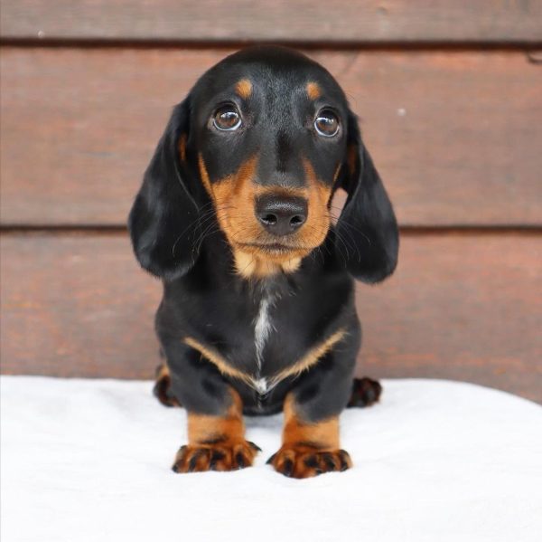 Black and Tan Mini Dachshund Puppy (DINIX) - Image 4
