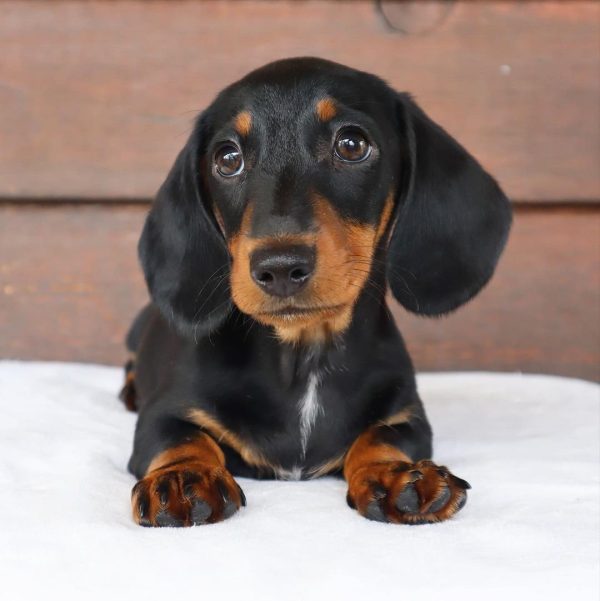 Black and Tan Mini Dachshund Puppy (DINIX)