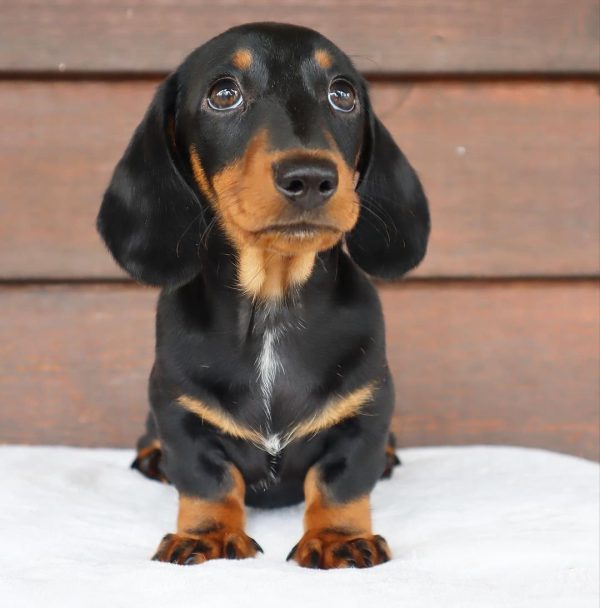 Black and Tan Mini Dachshund Puppy (DINIX) - Image 5